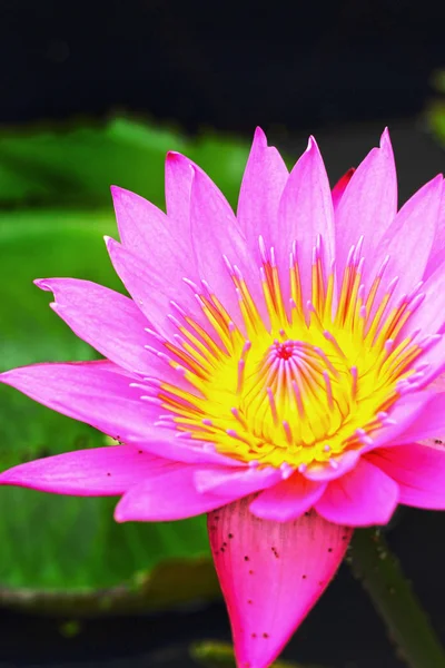 Lotus bloem - roze bloem — Stockfoto