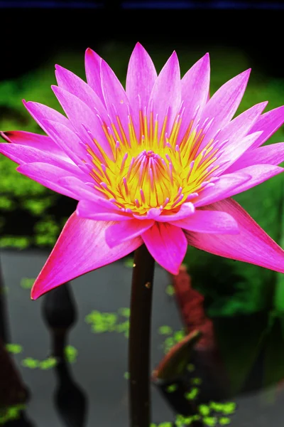 Lotus bloem - roze bloem — Stockfoto