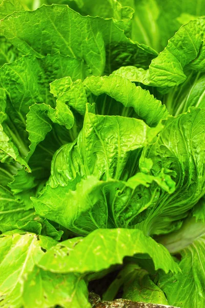 Chinese cabbage — Stock Photo, Image