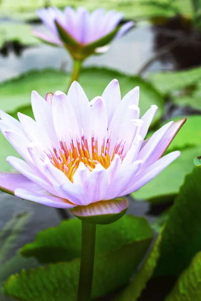 Flor de lótus - flor roxa — Fotografia de Stock