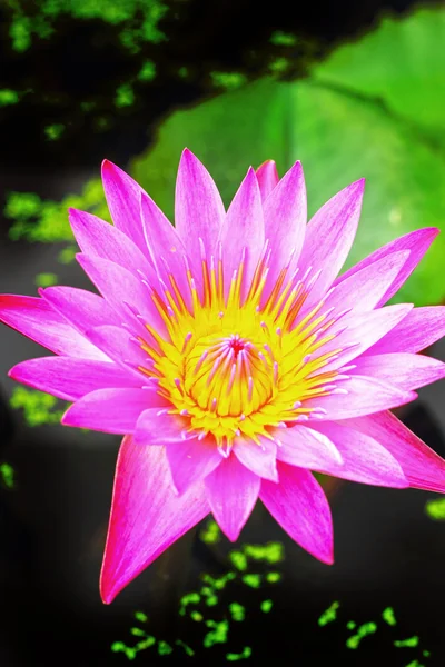 Lotosový květ - růžový květ — Stock fotografie