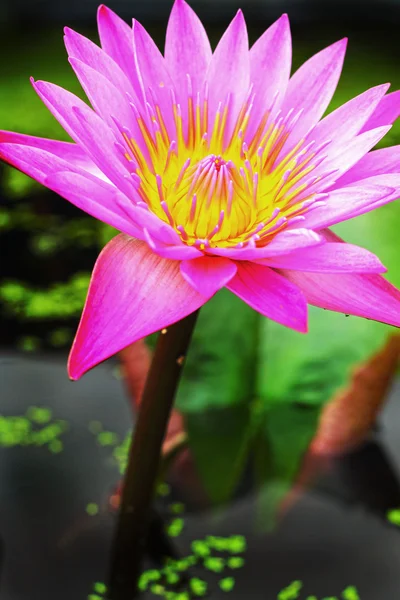 Lotus bloem - roze bloem — Stockfoto