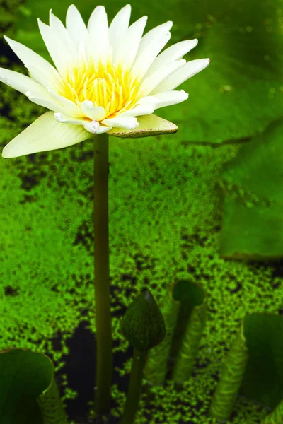 Flor de lótus - enquanto flor — Fotografia de Stock