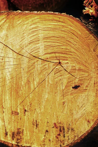 Una pila de madera . — Foto de Stock