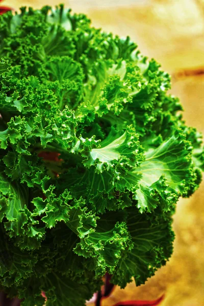 Close up of decorative cabbage — Stock Photo, Image