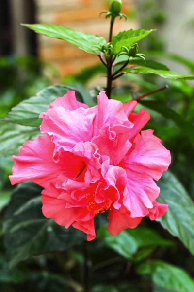 ดอกไม้สีชมพูในธรรมชาติ — ภาพถ่ายสต็อก