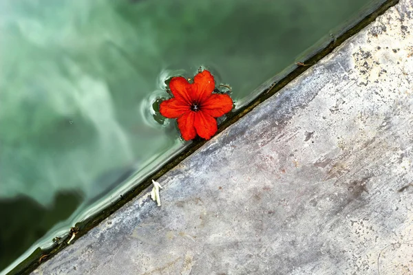 Flor roja flotando en el agua . —  Fotos de Stock