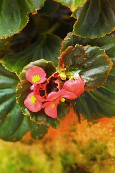 Roze bloemen in de natuur — Stockfoto