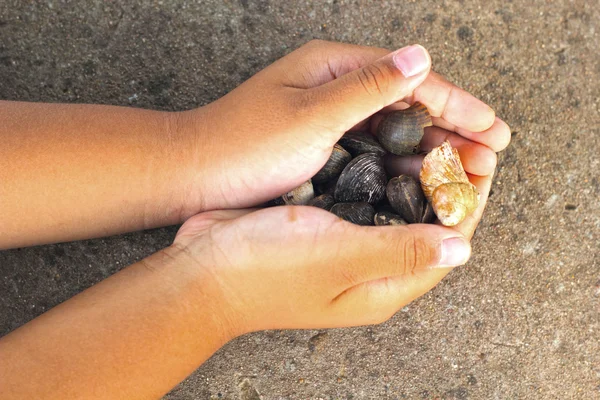 Seashells in hand. — Stock Photo, Image