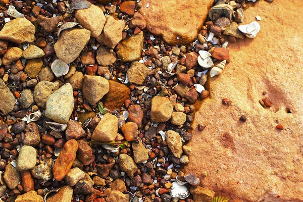 Brown stone background with shells. — Stock Photo, Image
