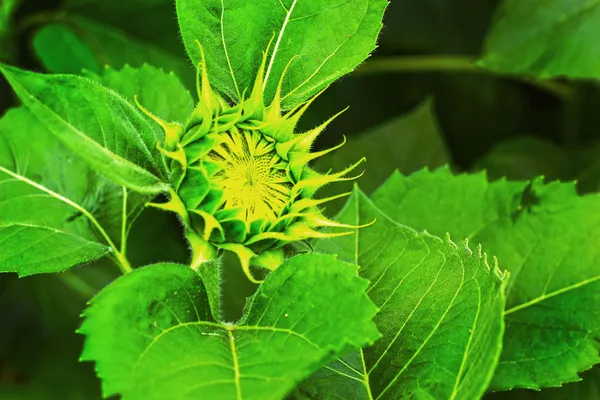Slunečnice - žlutý květ — Stockfoto