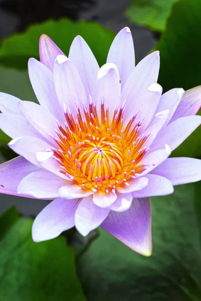Lotosový květ - Fialový květ — Stock fotografie