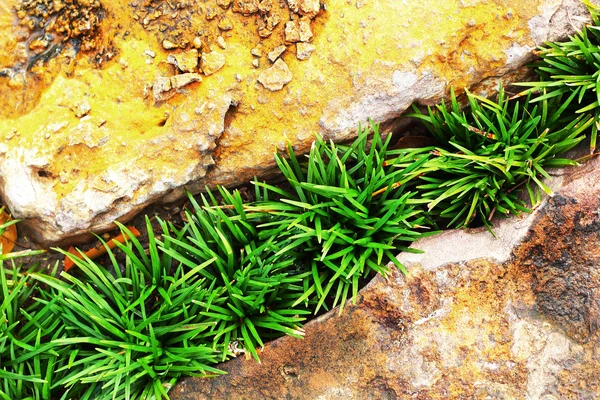 Green grass and stones. — Stock Photo, Image