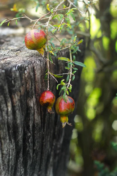 Litet granatäpple träd. — Stockfoto