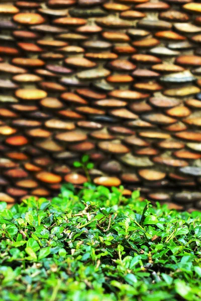 Árvore verde e pedras . — Fotografia de Stock