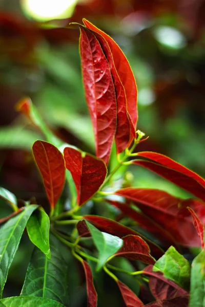 Foglie rosse . — Foto Stock