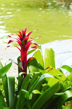 bromeliad çiçek - portakal çiçeği