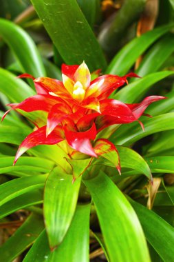 bromeliad çiçek - portakal çiçeği