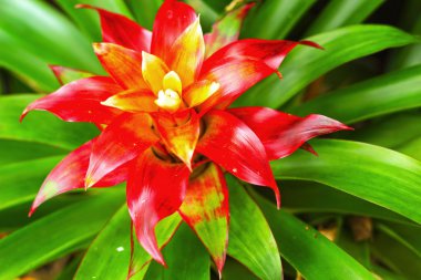 bromeliad çiçek - portakal çiçeği
