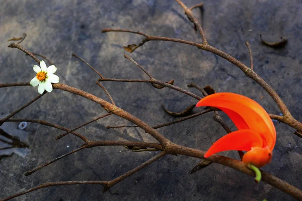 White with yellow flowers and twigs. — Stock Photo, Image