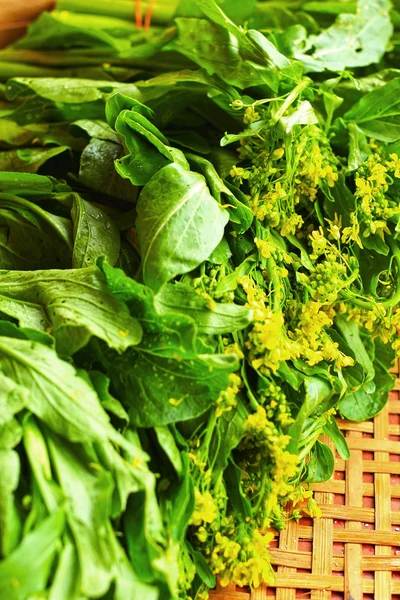 Chinese cabbage — Stock Photo, Image