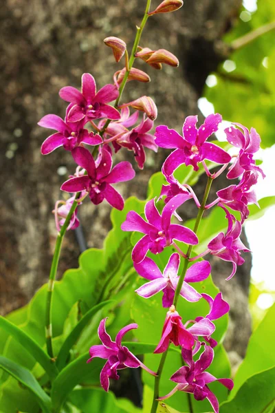 Orquídea - flores roxas — Fotografia de Stock