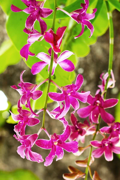 Orchidea - fioletowe kwiaty — Zdjęcie stockowe