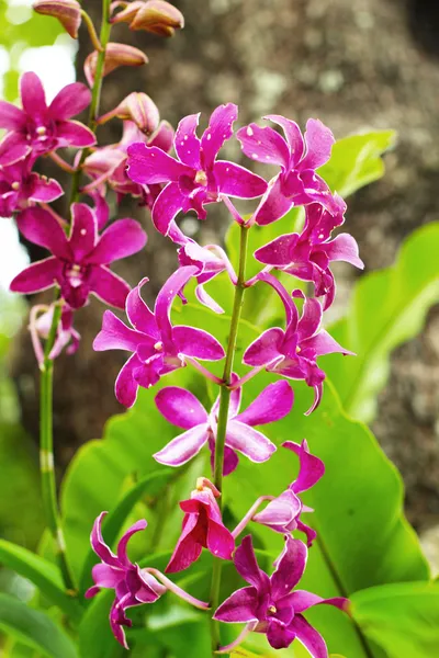 Orquídea - flores roxas — Fotografia de Stock