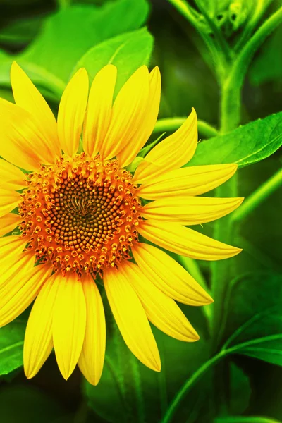 Sunflower - yellow flower