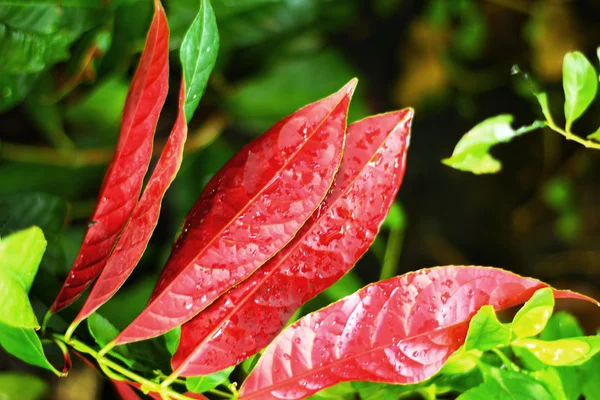 Red leaves. — Stock Photo, Image