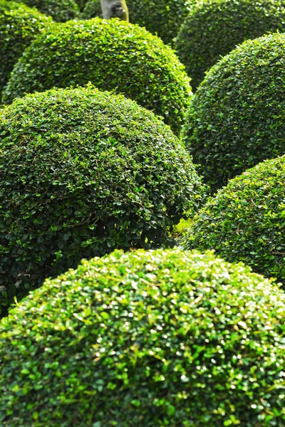 Grüner Baum — Stockfoto