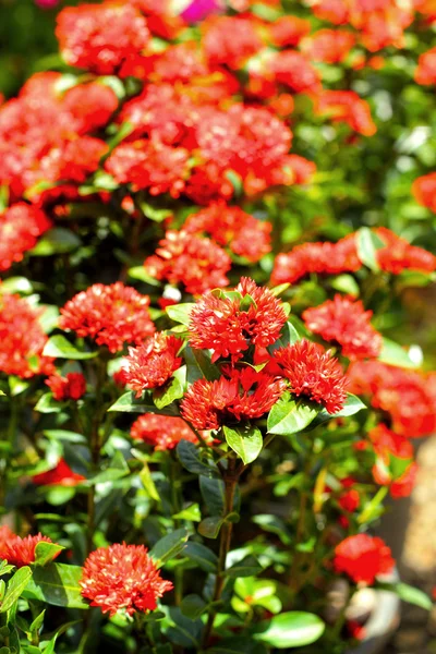 자연에 빨간 꽃 — 스톡 사진