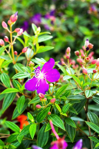 Lila blomma i naturen — Stockfoto