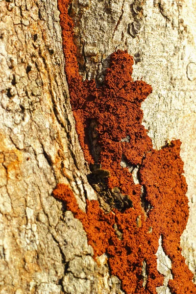 Termite su albero — Foto Stock