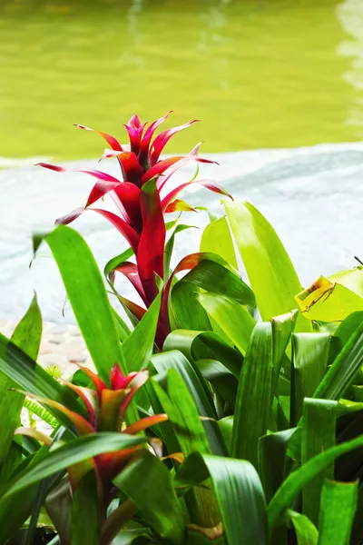 Bromeliad flowers — Stock Photo, Image