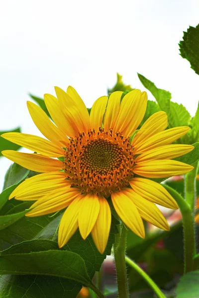 Sonnenblume - gelbe Blume — Stockfoto