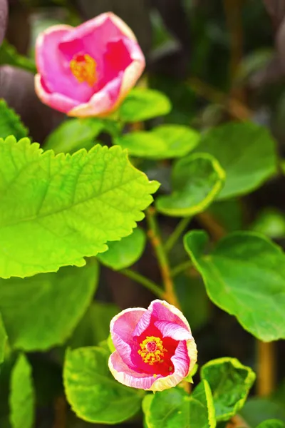 Flores rosadas en la naturaleza — Foto de Stock