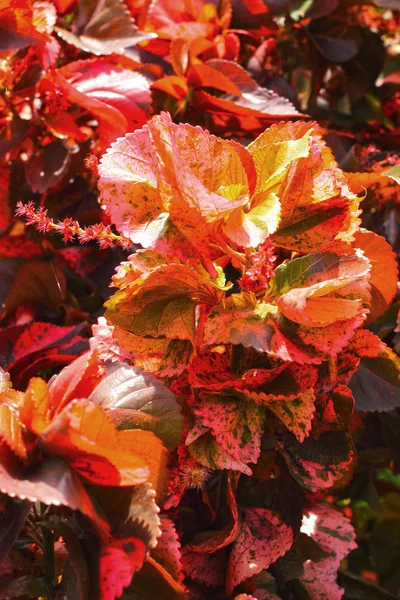 Groene en rode bladeren in de tuin — Stockfoto