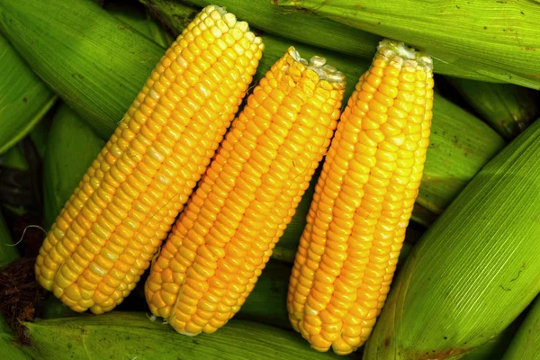 Свежая кукуруза на рынке — стоковое фото