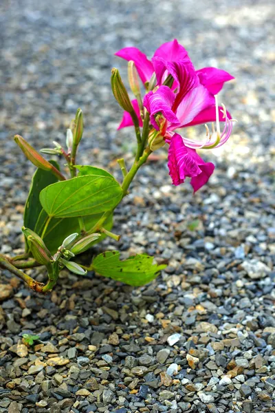 石の床にピンクの花. — ストック写真