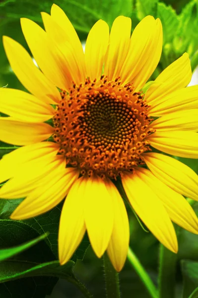 ヒマワリ - 黄色の花 — ストック写真