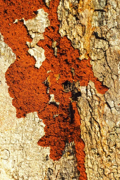Termit na stromě — Stock fotografie