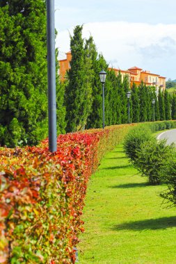 İngiliz bahçesine ağaç ile.