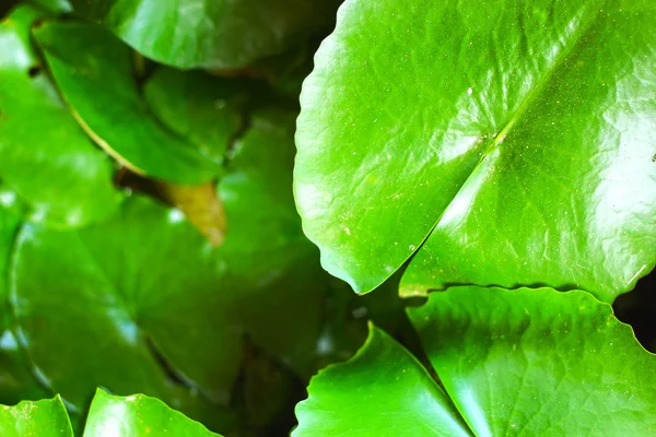 Groene lotus blad in de lotus vijver. — Stockfoto