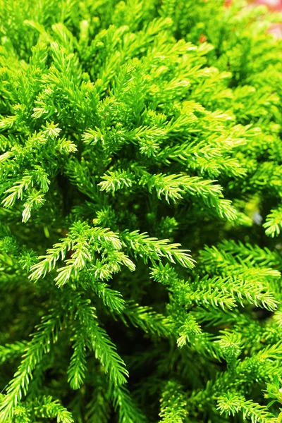 정원-배경 녹색 잎 — 스톡 사진