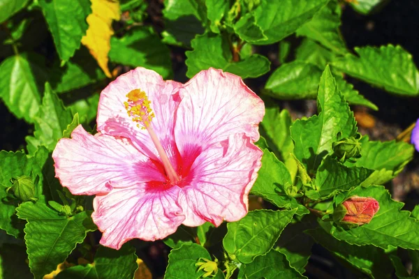 Flores rosa - Flor de hibisco — Foto de Stock