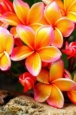 Frangipani çiçek - pembe çiçekler doğada sarı.