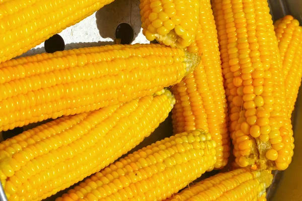 Friss kukorica a piacon — Stock Fotó