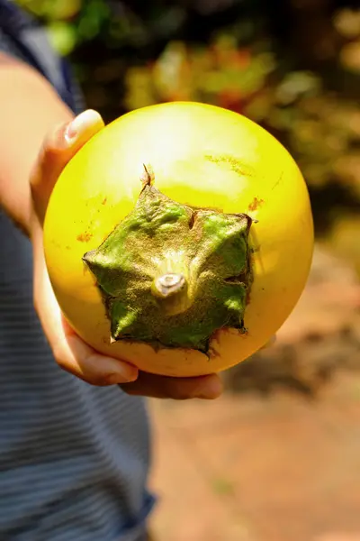 Eggplant, yellow ball in the hands of nature. — Stock Photo, Image