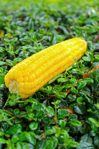 Кукуруза . — стоковое фото